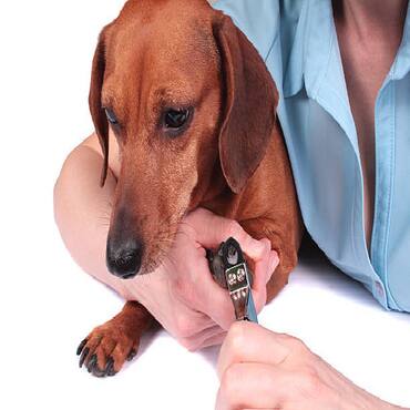 Picture for category Dog Nail Clippers