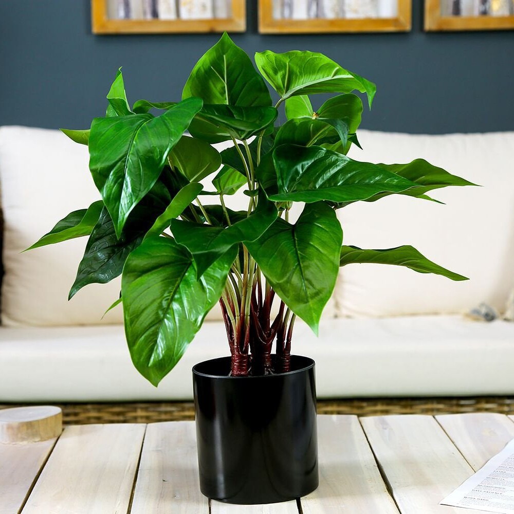 Pan Decorative Anthurium Plant, Green