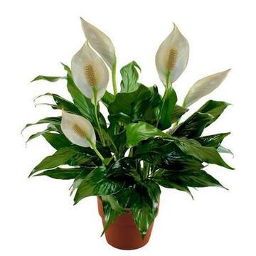 Picture of Brook Floras Fresh Spathiphyllum Plant