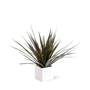 Picture of Brook Floras Fresh Dracaena Marginata Plant