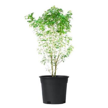 Picture of Brook Floras Fresh Jasmine Murraya Plant