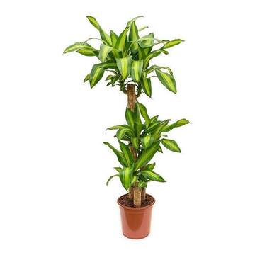 Picture of Brook Floras Fresh Dracaena Fragrans Massangeana Plant