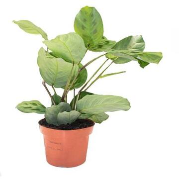 Picture of Brook Floras Fresh Maranta Kerchoveana Plant