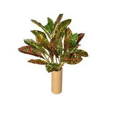 Picture of Brook Floras Fresh Croton Petra Plant