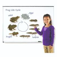 Picture of Learning Resources Magnetic Frog Life Cycle